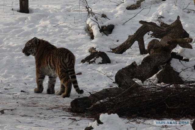 Молодые тигрицы Приморского сафари-парка
