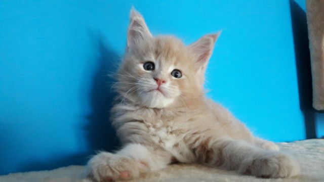 Забавные фото котеек