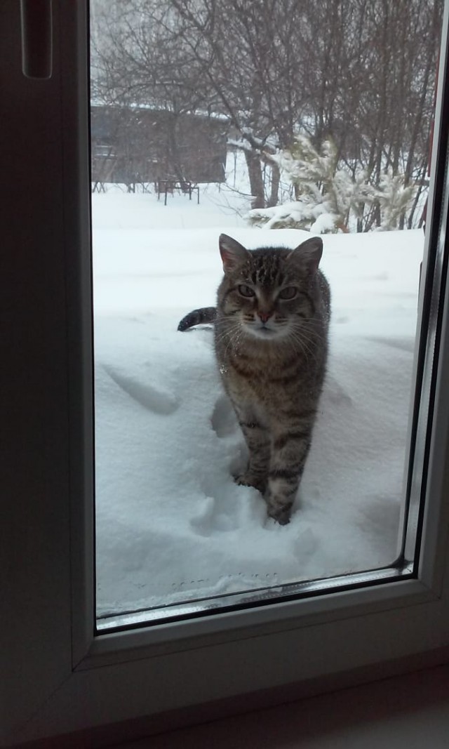 Коты, которые нас порадовали!