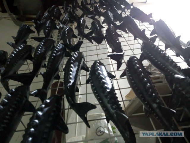 Изготовление декоративного панно "Осетровые"