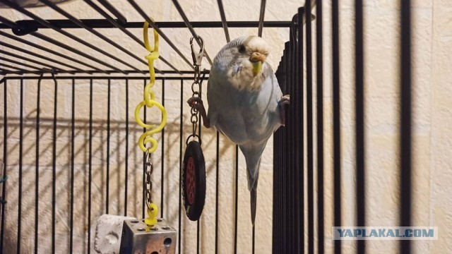 Хомяк сбежал из клетки, а затем взобрался на стену как Человек-паук. И растяжка не хуже, чем у Ван Дамма