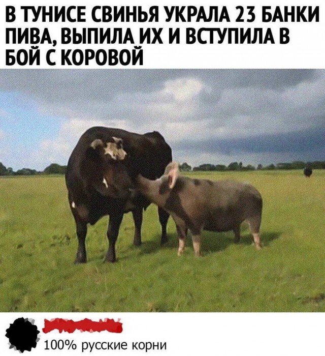 Фотки и картинки: юморные и красивые, забавные и милые 05.10.20