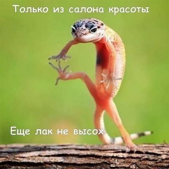Юмор в картинках 8.10.20