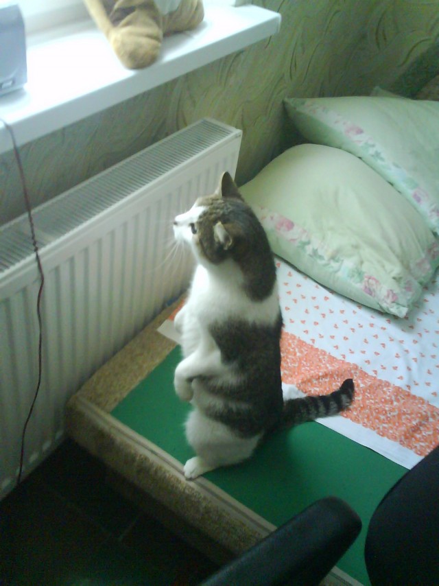 Котёнок смотрит в окно