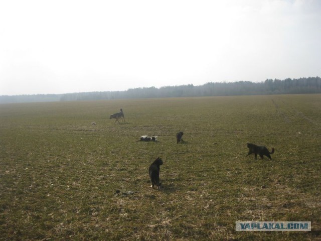 Жизнь домашнего приюта для котеек 335