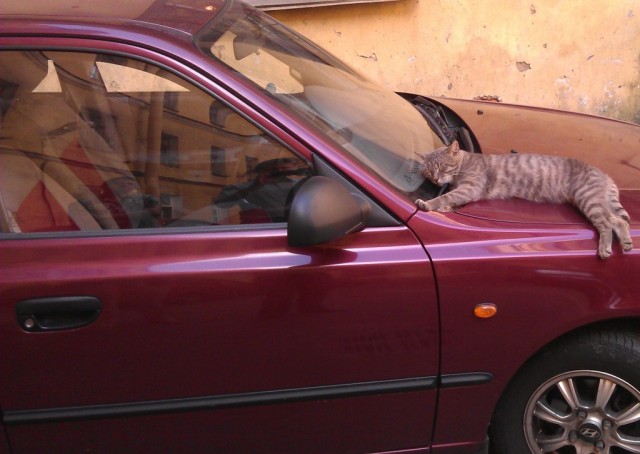 Обклёваные вороны