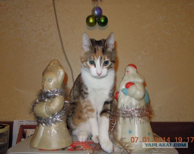 Котовторник (свои добавляем)
