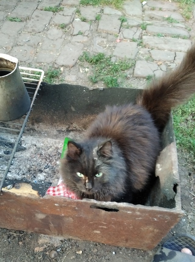 Черный кот