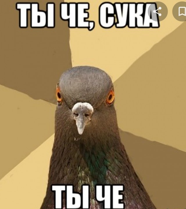 Голуби СТОП!