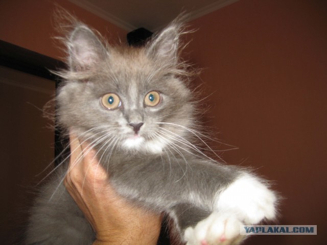 Котовторник
