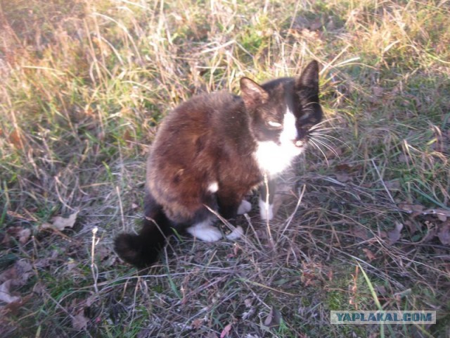 Жизнь домашнего приюта для котеек 366