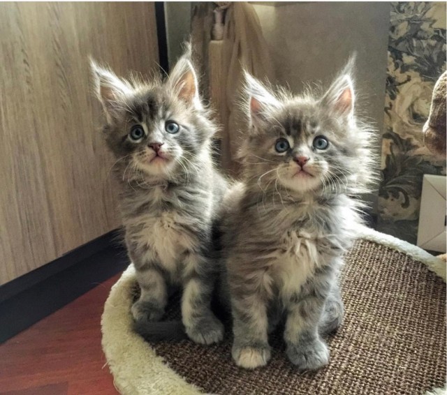 Предновогодние котики