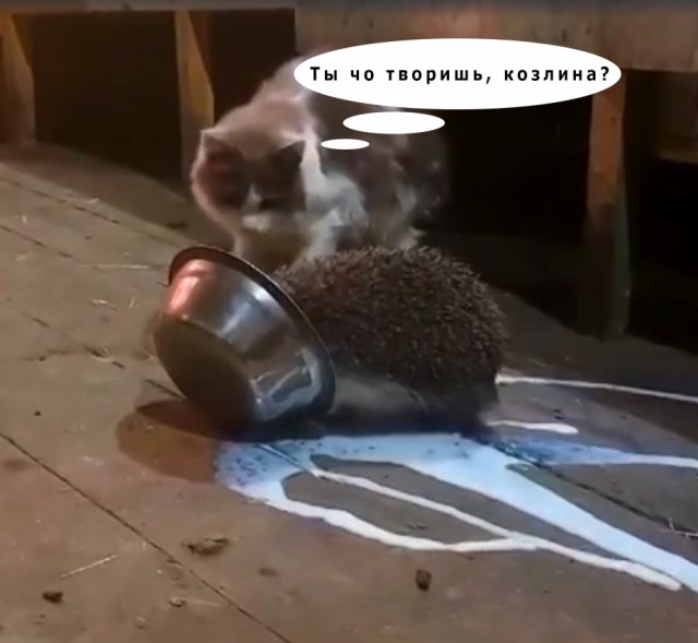 Йожык