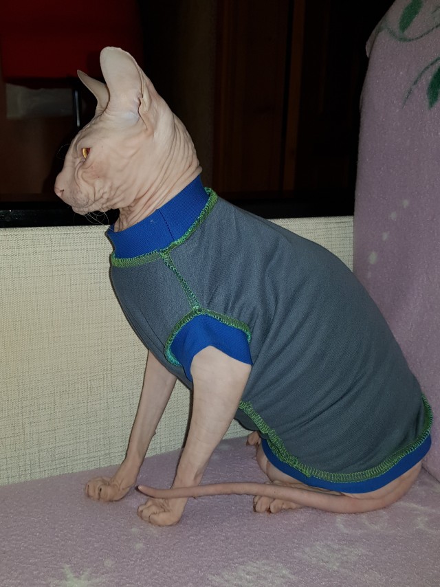 Котовторник. Февраль