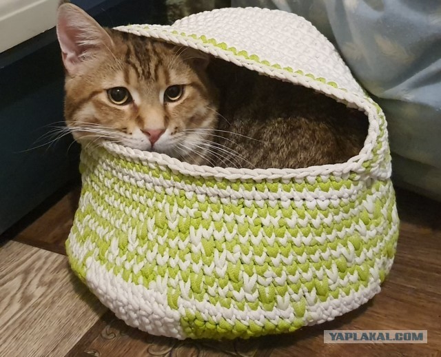 Котовторник. Февраль