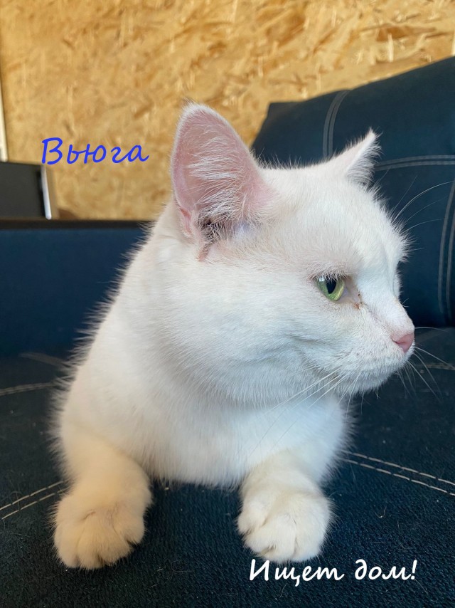 Жизнь домашнего приюта "Котоленд" 324