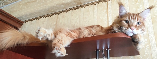 Котовторник от пластилинового рукодела