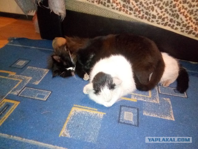 А ваши котейки че счас делают?