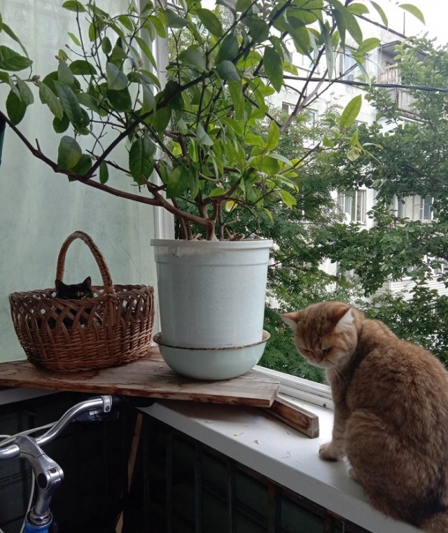 Лето и коты