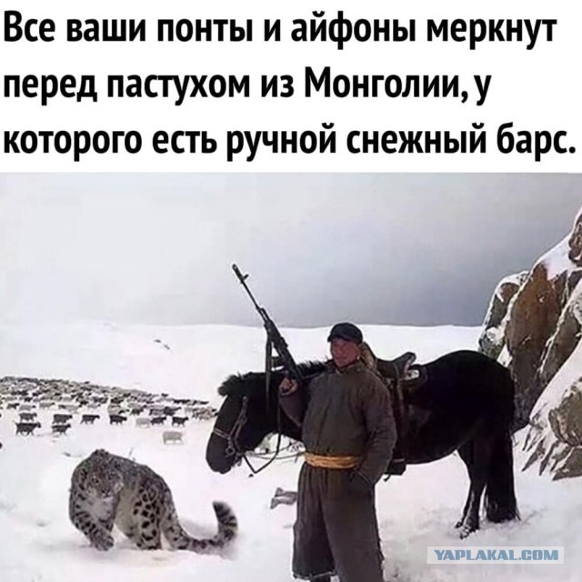 Ничего необычного, просто на западе Москвы мужчина в парке выгуливал пуму без намордника