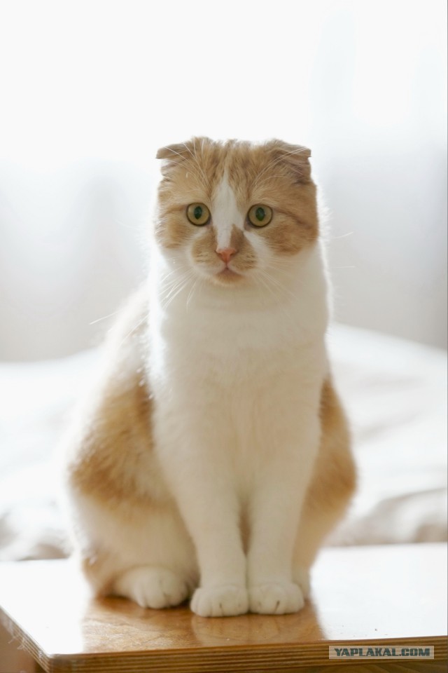 С Котовторником вас! Зовут Чеса!
