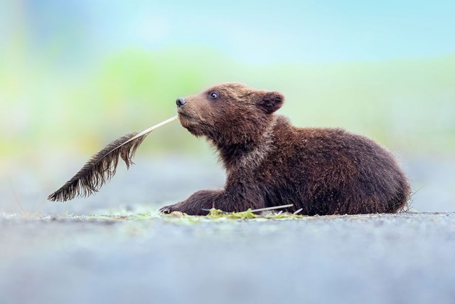 Финалисты ежегодной премии Comedy Wildlife Photography Awards