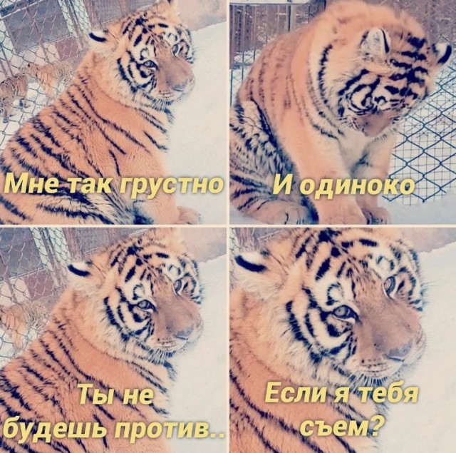 Тупняк на понедельник. 17 шт.
