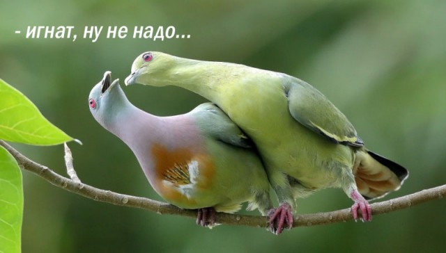 Какой красивый голосок у птички.