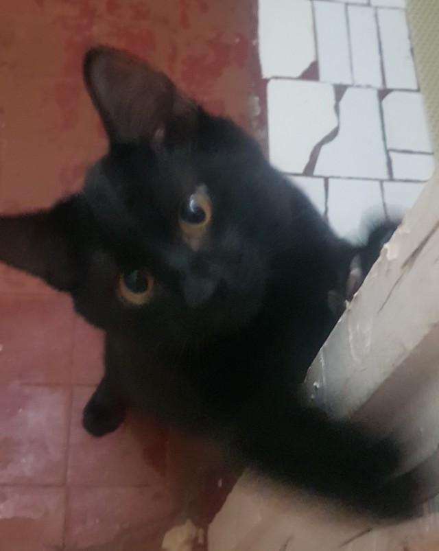 Котовторник 17.01.23