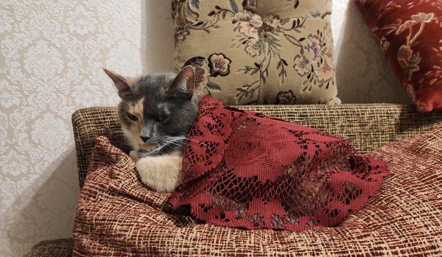 Начинаем котовторник.