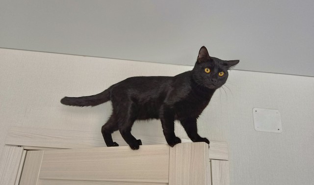 Чёрные коты не такие