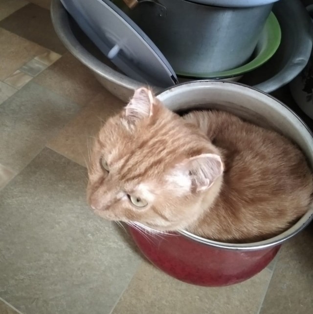 Коты белые, 12 литров