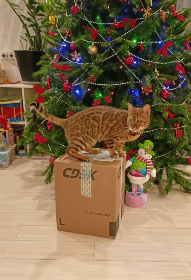 Котейка