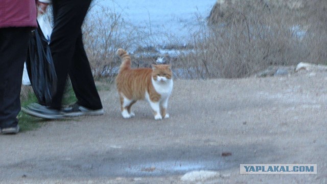 Крым в феврале или "Не стреляйте в белых лебедей!"