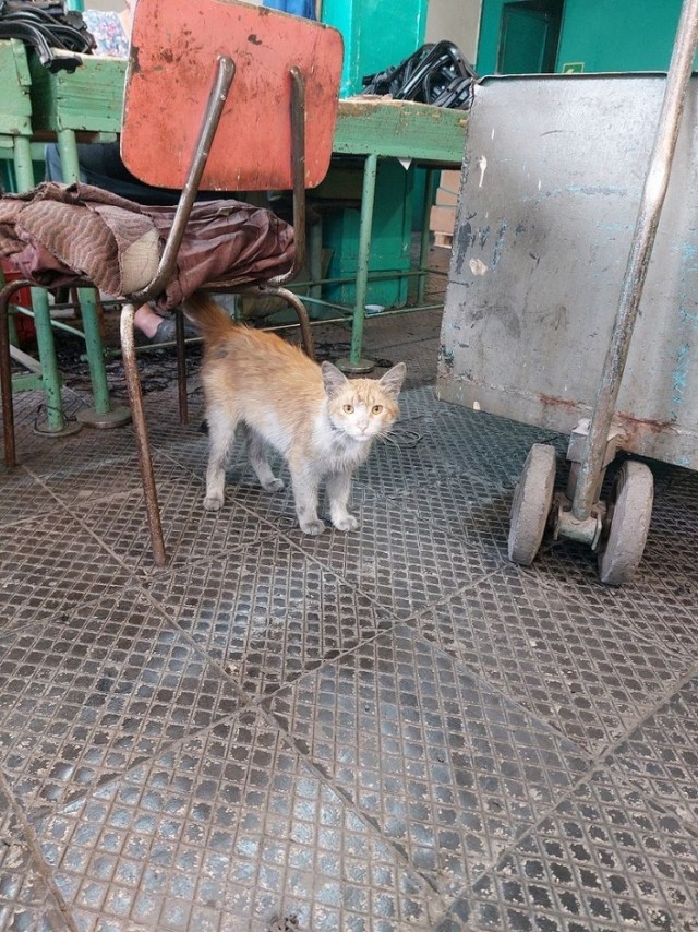 Коты на производстве