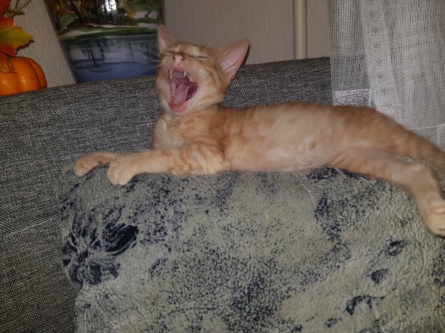 Котовторник. Моему мультяшке 1 год