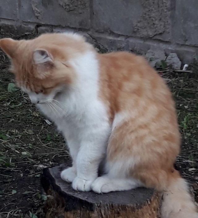Осенняя рыжесть