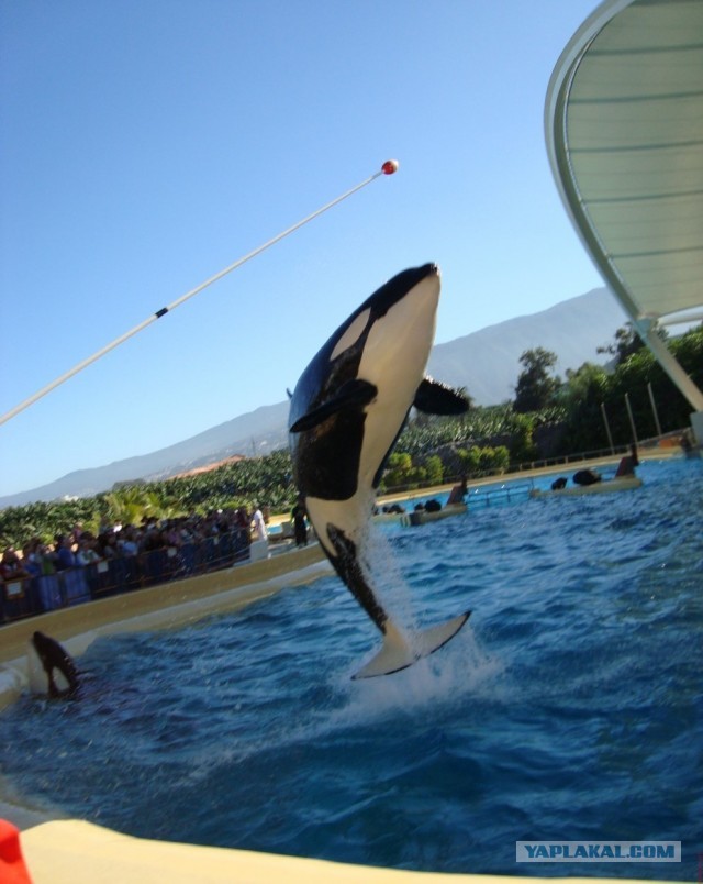 Хочу дачу на канарах!