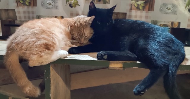 Всем кота за мой счёт. Я настаиваю