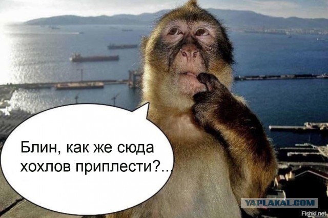 Явка обязательна