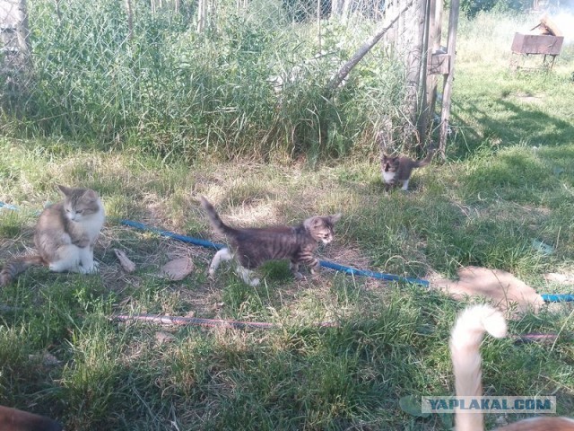 Жизнь домашнего приюта для котеек 501