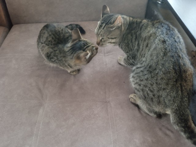 Веселая ферма: которабы