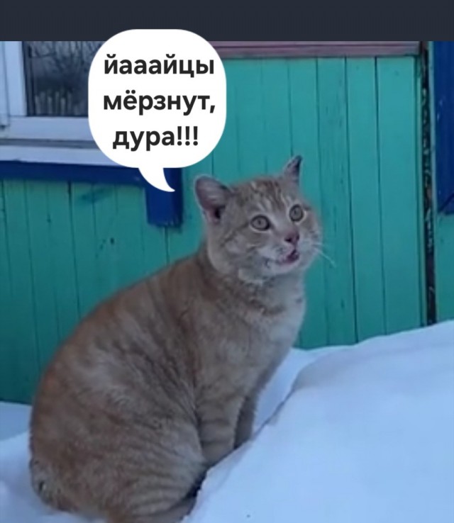 Барсик, голос