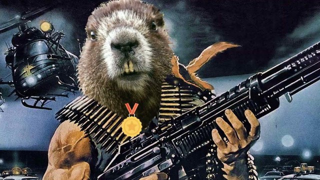 Разбор бобровых плотин на видео