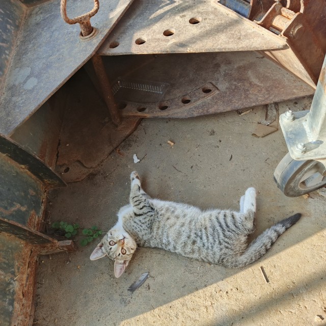 Котятки у автосервиса