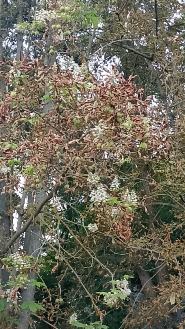 Каштаны сдурели.