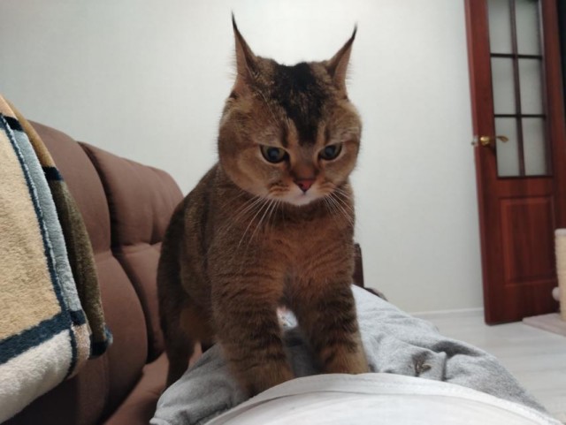 Котовторник.Наши модели