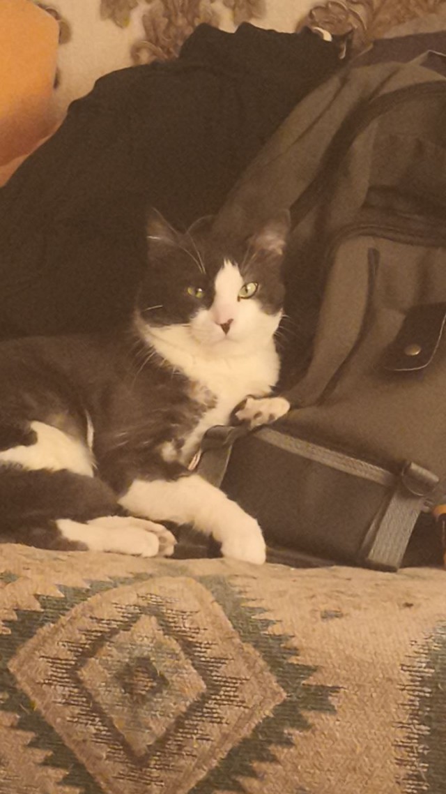 Мой кот