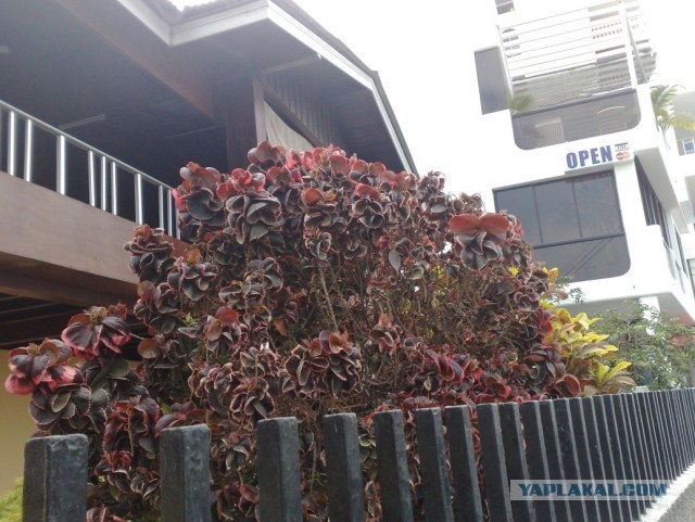 Не Сочи в противовес Египту, Турции и пр