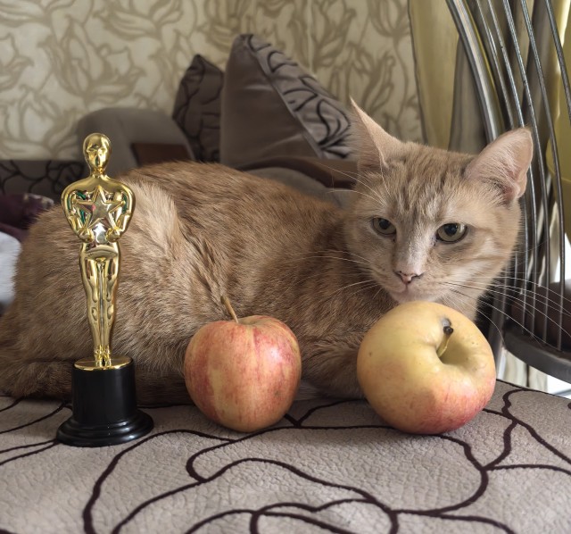 Снова наши коты